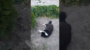 Царь Бонифаций помощник огородных работ. Боня показывает пример ,как нужно помогать