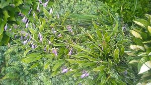 Хосты и астильбы. Входная группа.