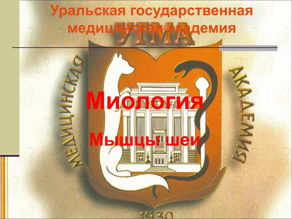 Мышцы шеи