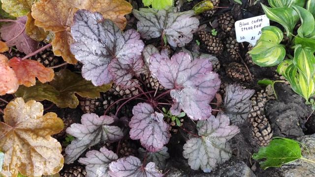 Веселая семейка гейхеры Fire Alarm, golden zebra, Arabica, Electric lime, хосты Blue Cadet Streaked смотреть онлайн