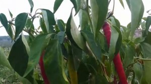 Перец горький,