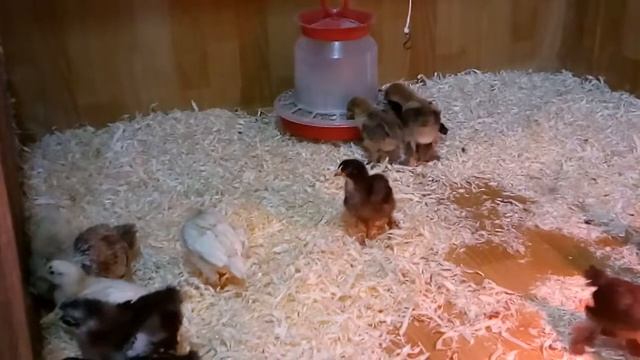 Мараны,Павловские от Аннылизы Дания,Брама куропатчатая Венгрия! смотреть онлайн