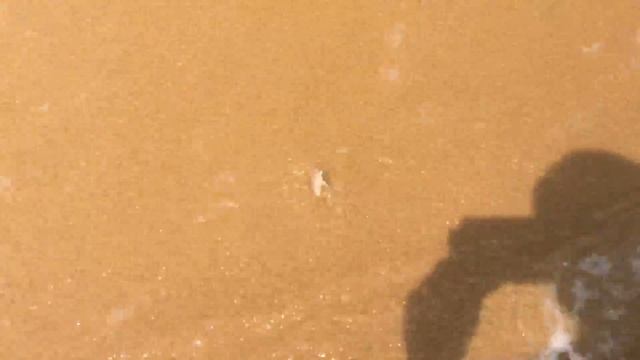 Странное существо - Пескоройка на пляже в Индии смотреть онлайн