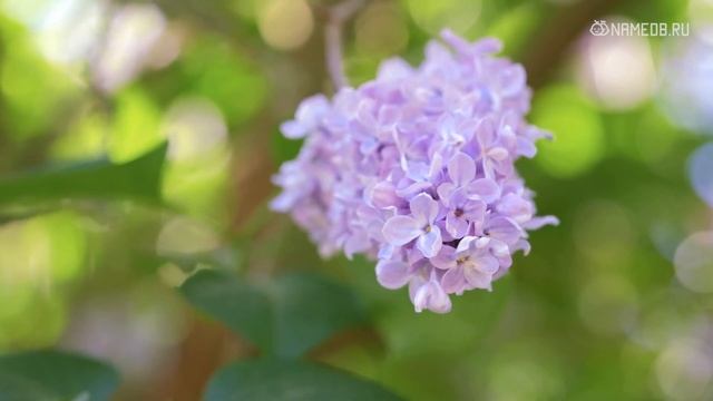 Какому знаку Зодиака чаще всего везет в любви