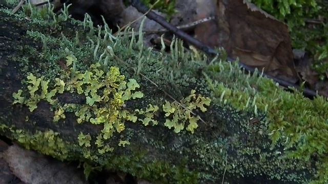 ФРАКТАЛЬНЫЕ МХИ НА ПНЕ смотреть онлайн