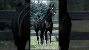 Петя Пуне - Эхда Боже мой