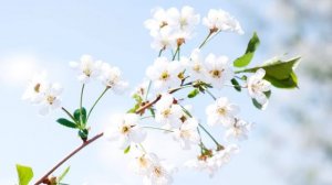 Ахра - Карие Глаза