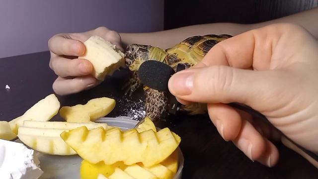 Ви повинні це побачити! Те, що потрібно для міцного панцира черепахи. смотреть онлайн