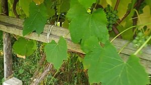 Виноградник Романова Геннадия Часть 2