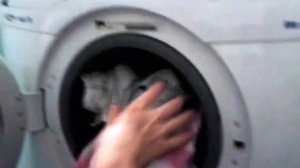 Кот в стиральной машине