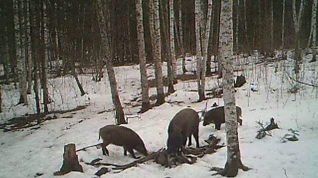 Семейка диких кабанов смотреть онлайн