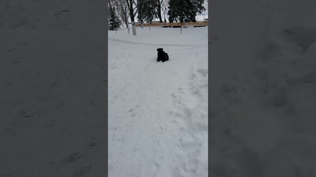 Ризеншнауцер Риччи. Место. смотреть онлайн