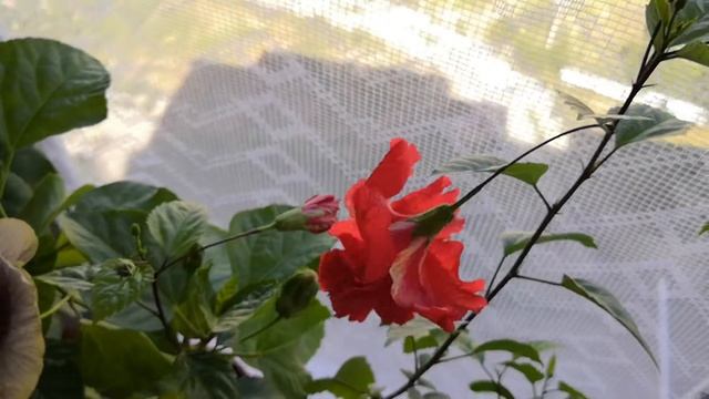 Гибискусы на балконе 08.07.22г #комнатныерастения #гибискус #гибискусы #цветы #балконы