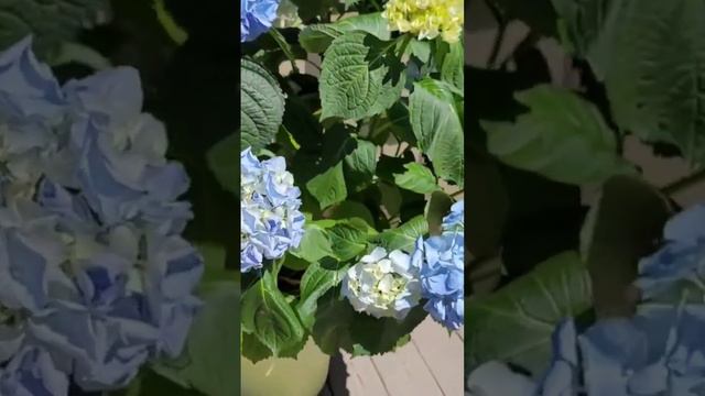 How to Take Care of a Hydrangea - Get More Hydrangea Blooms