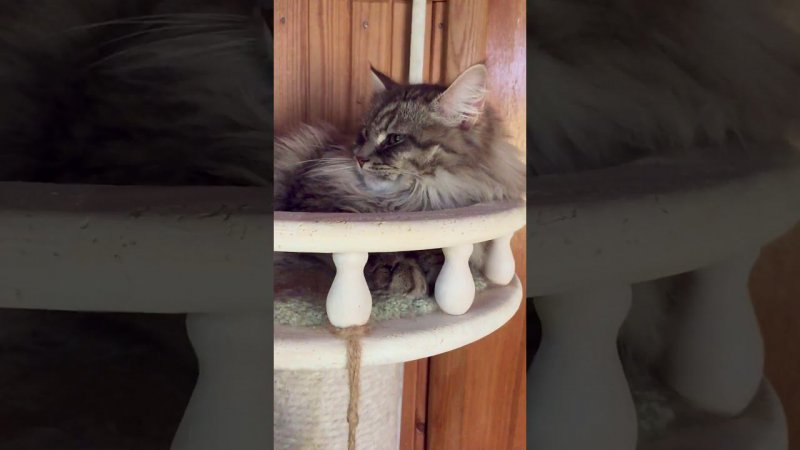 Сибирская кошка Джесси #kitten #котэ #cat
