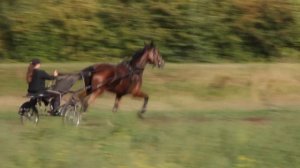 Молодые рысаки КК Отклик