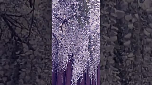 Глициния дерево смотреть онлайн