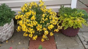 Немезия вегетативная