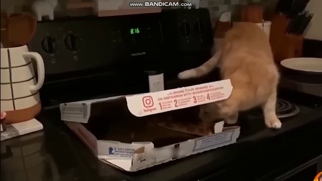 Смешные видео с животными 2023 ? - Самые смешные видео с кошками и Собаками ?? смотреть онлайн