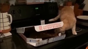 Смешные видео с животными 2023 ? - Самые смешные видео с кошками и Собаками ??