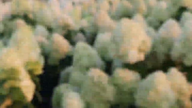 ГРАНДИФЛОРА, ЛАЙМЛАЙТ, ФАНТОМ смотреть онлайн