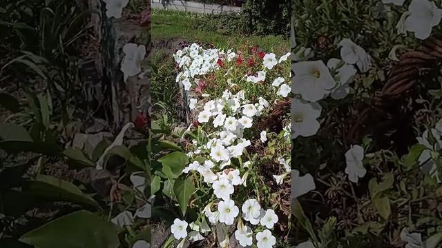 Белая петуния White petunia