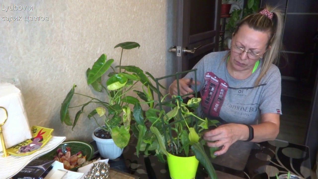 Болталка/Цветочные будни/Новинки/Флорариум/Раскопки/