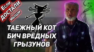 ТАЕЖНЫЙ КОТ - БИЧ ДОМОВЫХ МЫШЕЙ. Как извести мышей в доме