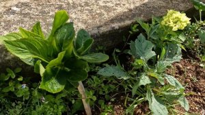 Последние спелые фрукты в этом сезоне. Мушмула японская. Готовимся к лету.