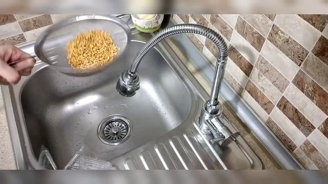 Как проращивать пшеницу.Как прорастить пшеницу