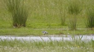 Terekruiter Xenus cinereus 17 mei 2021 Baselse polder