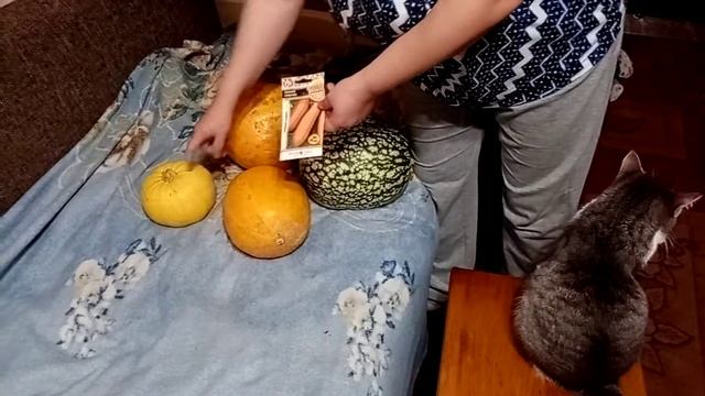 Как сохранить тыкву всю зиму? Какие сорта тыквы выбрать? И что такое экзотическая тыква фицифолия! смотреть онлайн