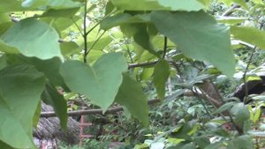 Катальпа прекрасная (Catalpa speciosa), цветение. Июнь, 2021