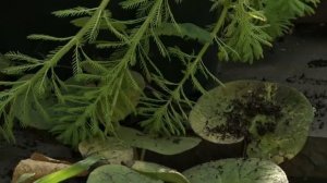 УРУТЬ ВОДНАЯ