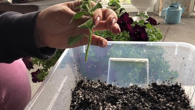 Черенкование Петунии ? Готовим Петунию К Осени смотреть онлайн