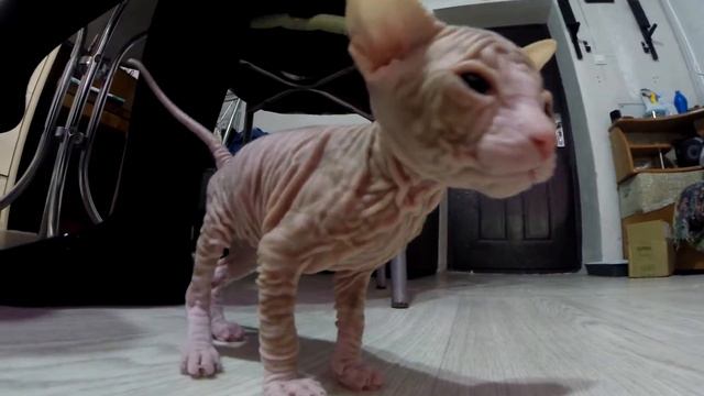 Блондин. Без имени. Уже купили в месячный срок. Сам сосать кошку с рождения не мог. Был очень слаб. смотреть онлайн