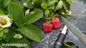 Сорт клубники Флорида Бьюти ? НСД. Belklubnika.by