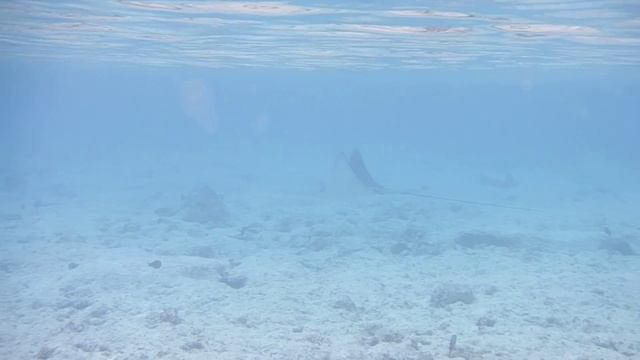 Adlerrochen. Spotted Eagle Ray. Орляковый скат..DSCF2039
