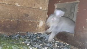 Можно ли кроликам смородину??