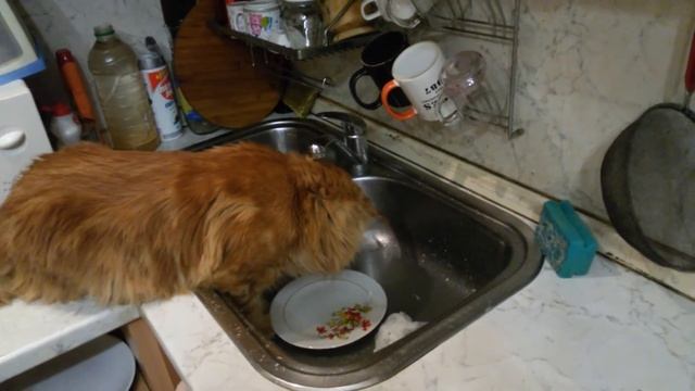 кот моет посуду смотреть онлайн