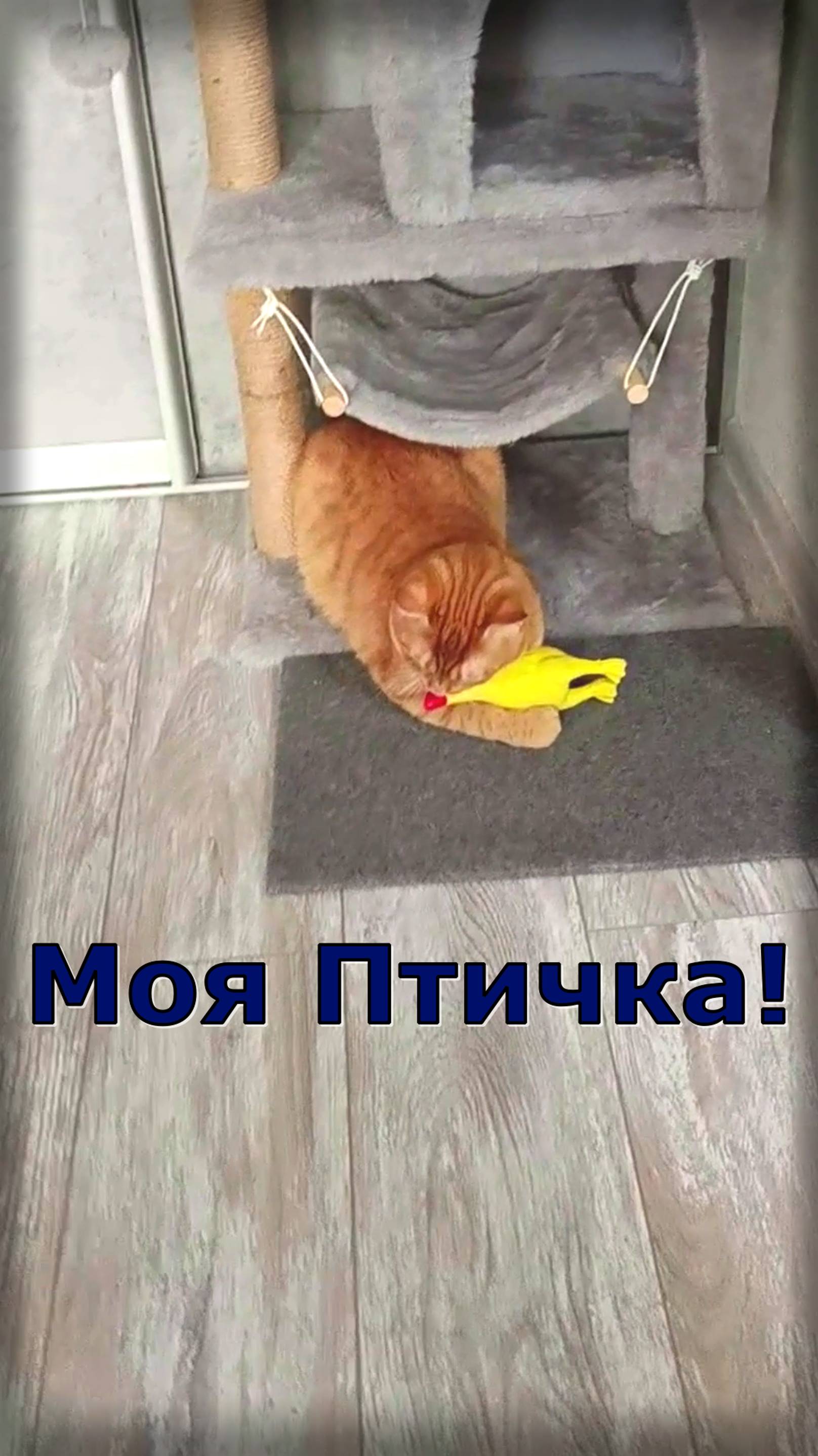 Моя Птичка! Кот Феня, он же Феникс