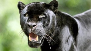 Чёрная Пантера. Существует ли такое животное на самом деле