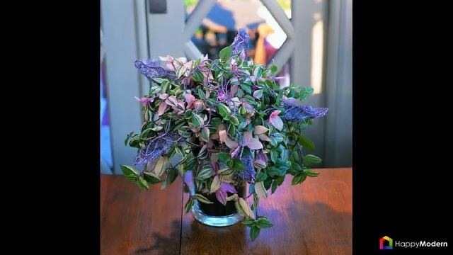 Традесканция (53 фото) чудесное украшение для комнаты и сада смотреть онлайн