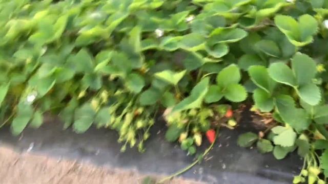 Обзор сорта Мурано. смотреть онлайн