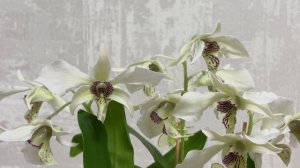 Dendrobium Roy Tokunaga - обзор цветения.