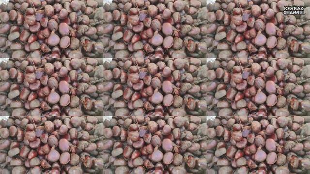 Съедобный Каштан. Приготовление Каштана и как жарим. смотреть онлайн