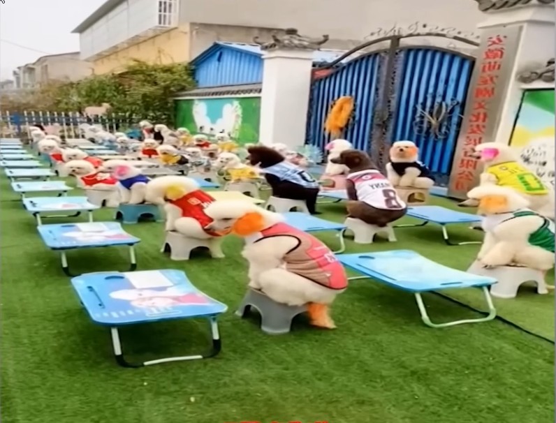 Забавные Собаки и Кошки ??? Самые смешные животные смотреть онлайн