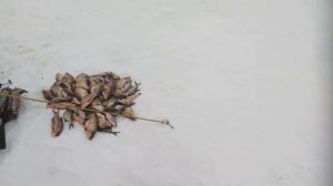 иваньковское водохранилище,рыбалка,могильный январь 2022г. часть2.