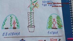 Урок 2 Формируем индетерминантные томаты для теплиц,как получить супер  ранний урожай