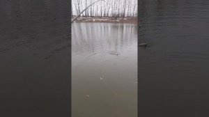 форелевая рыбалка в воронеже пруд "Дивный "